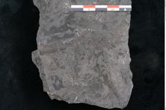 Foto (Detailansicht) von Flabellaria sublongirachis Ettingshausen (NHMW-GEO-2024-0188-10215)